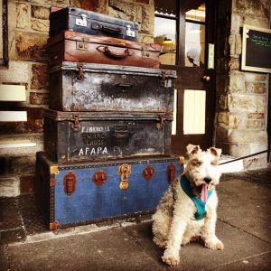 Eddie the dog at the Bodmin & Wenford Railway in Cornwall's most dog-friendly town!