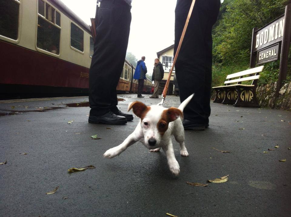 A young puppy is excited on the station platform at Bodmin general Station. The Railway is one of seven dog friendly attractions in Bodmin